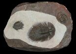 Thysanopeltella (Thysanopeltis) Trilobite & Two Basseiarge - Jorf #66951-1